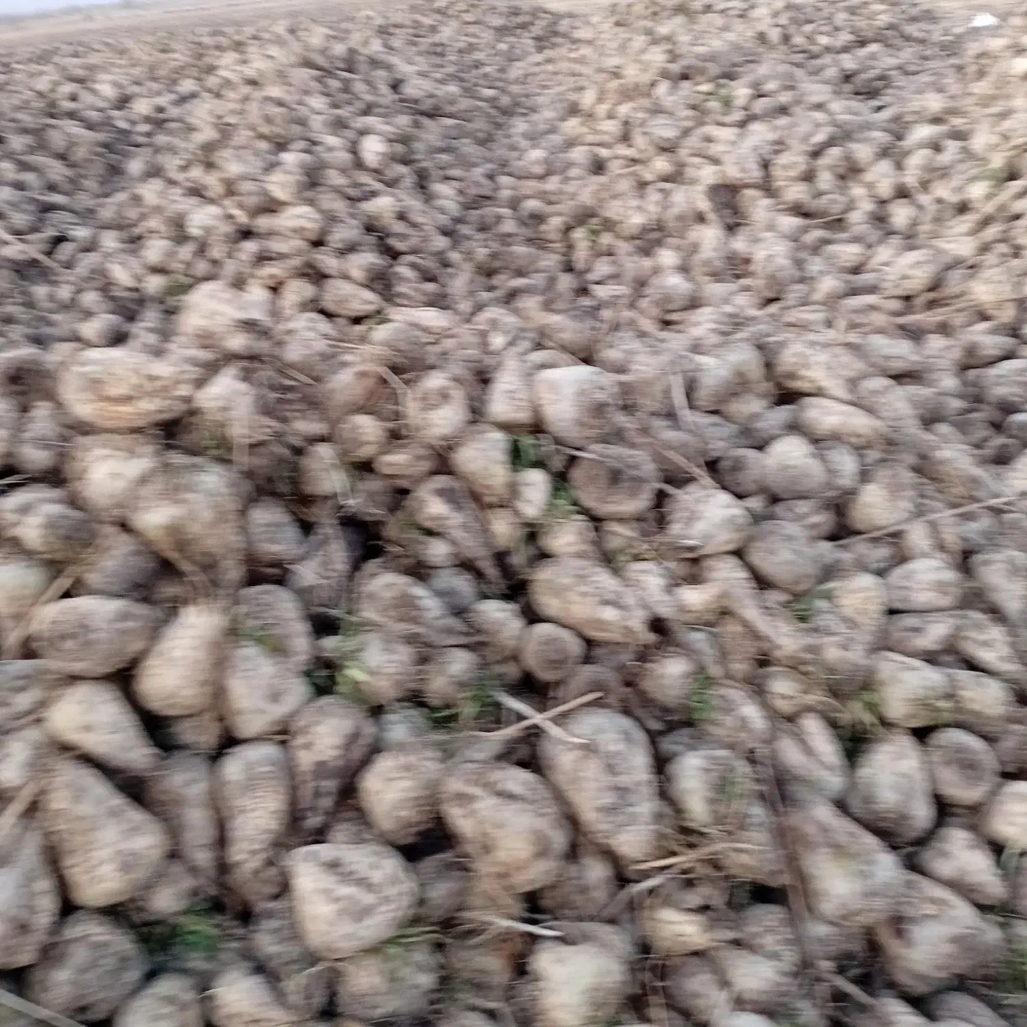 چغندر قند|خوردنی و آشامیدنی|چالدران, |دیوار