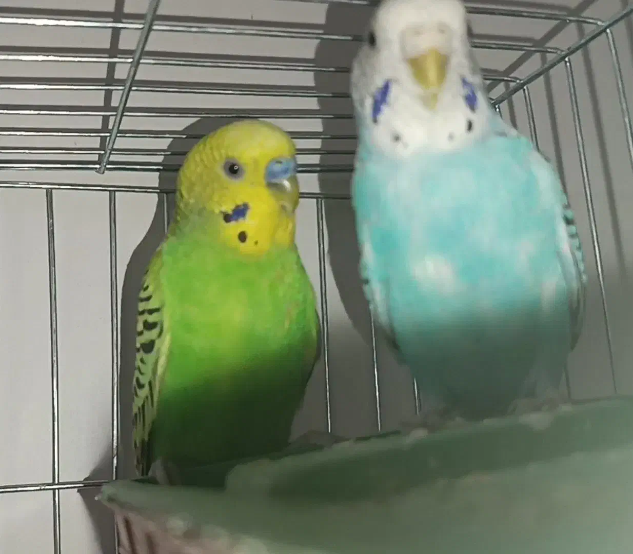 ۴ جفت مرغ عشق بالغ|پرنده|قرچک, باقرآباد|دیوار