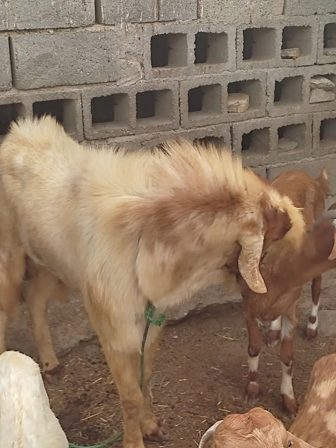 فروش نری مخصوص مال ...بزرگ و هیکلی|حیوانات مزرعه|میناب, |دیوار