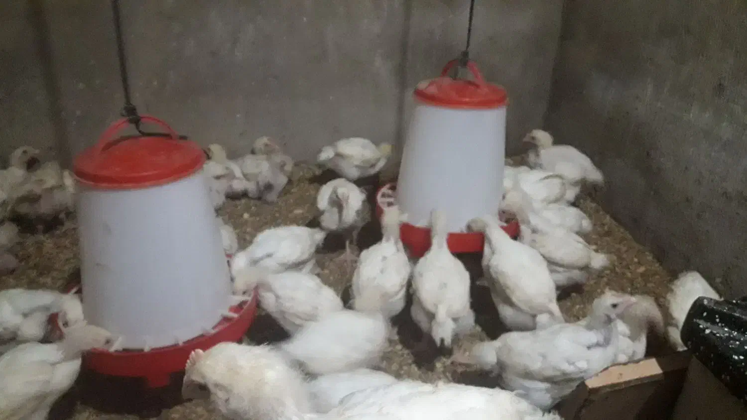 مرغ گوشتی|حیوانات مزرعه|مینودشت, |دیوار