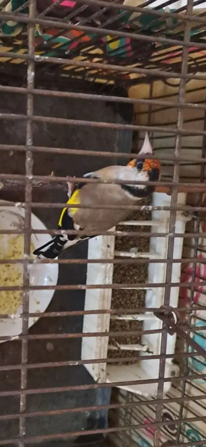 سهره نر جوجه قفس بخون|پرنده|فردیس, سپید دشت|دیوار