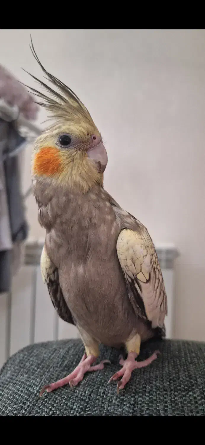 عروس هلندی مرواریدی گمشده در فاز ۸ پردیس|حیوانات|پردیس, فاز ۸|دیوار