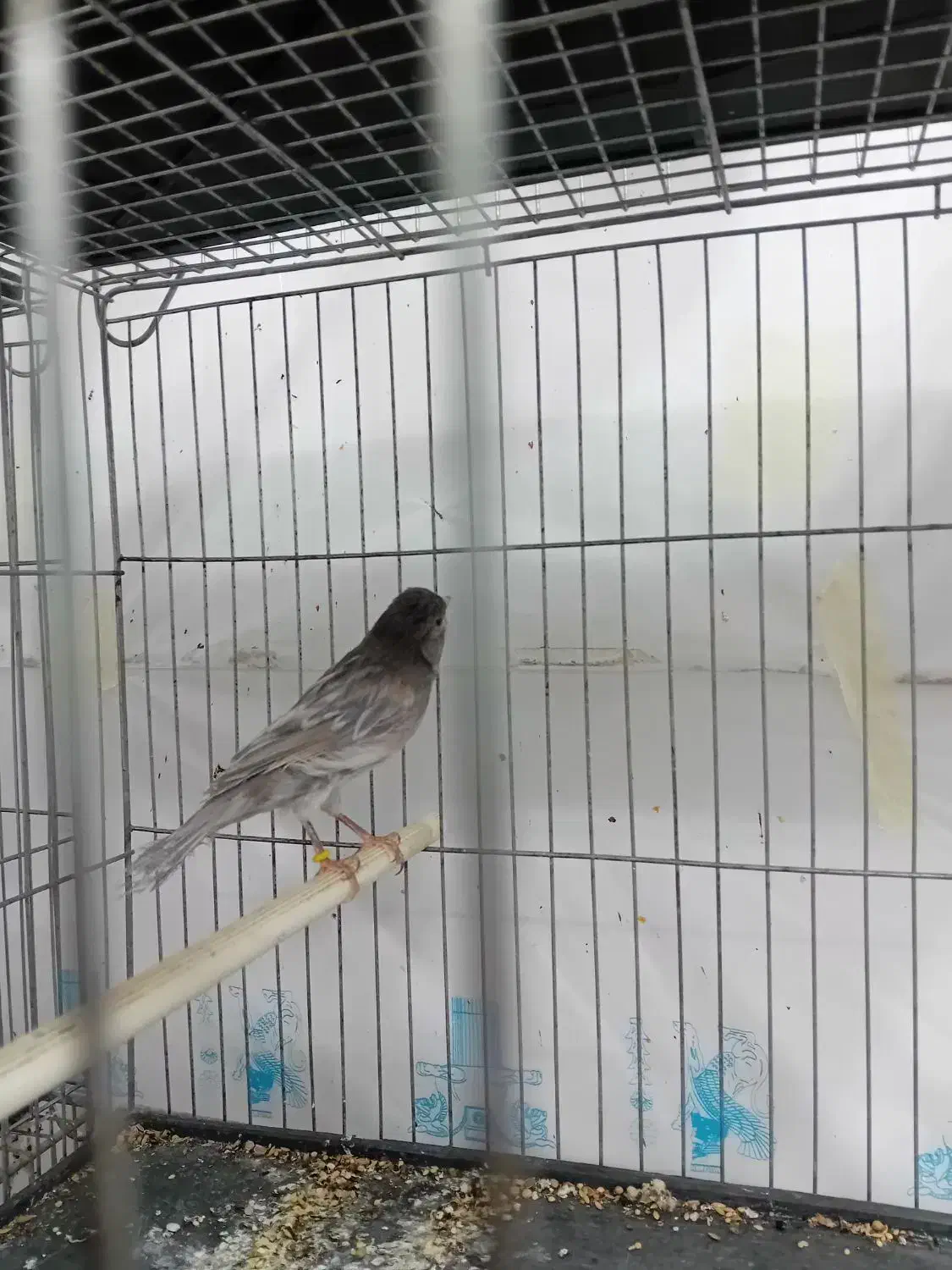 قناری نر طوسی|پرنده|برخوار, |دیوار