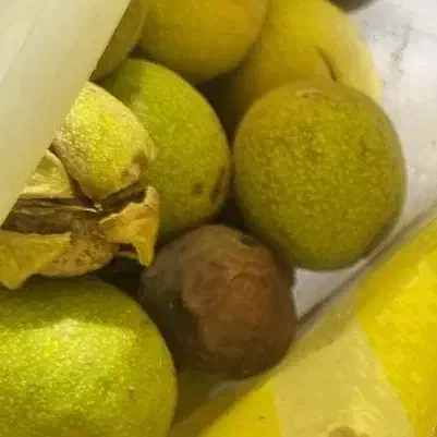 فروش پوست سبز گردوی تازه|خوردنی و آشامیدنی|شیراز, اصلاح‌نژاد|دیوار