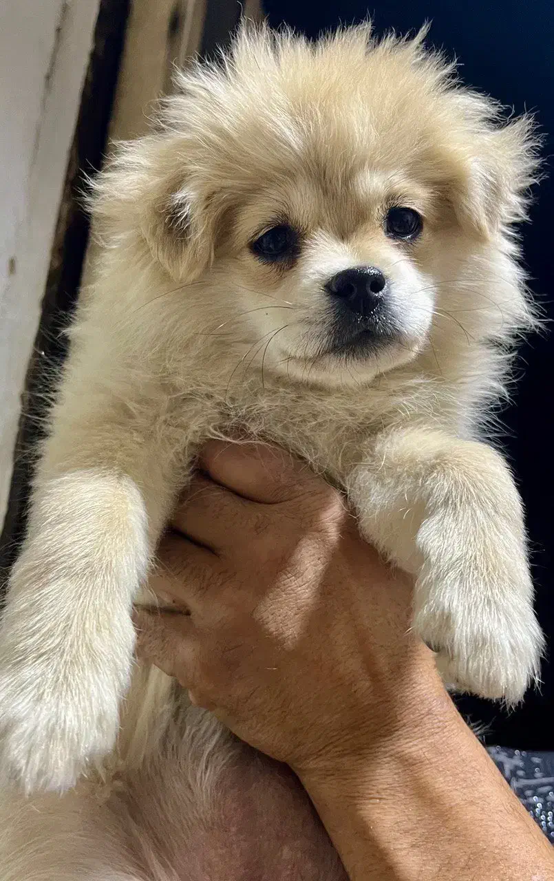 پامرین اصیل|سگ|ورامین, ورامین|دیوار