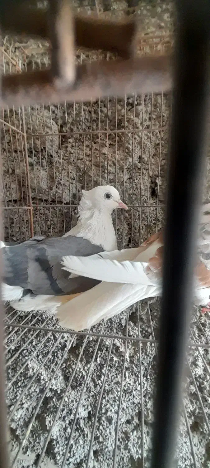 پشتی کفتر|پرنده|اردکان, |دیوار