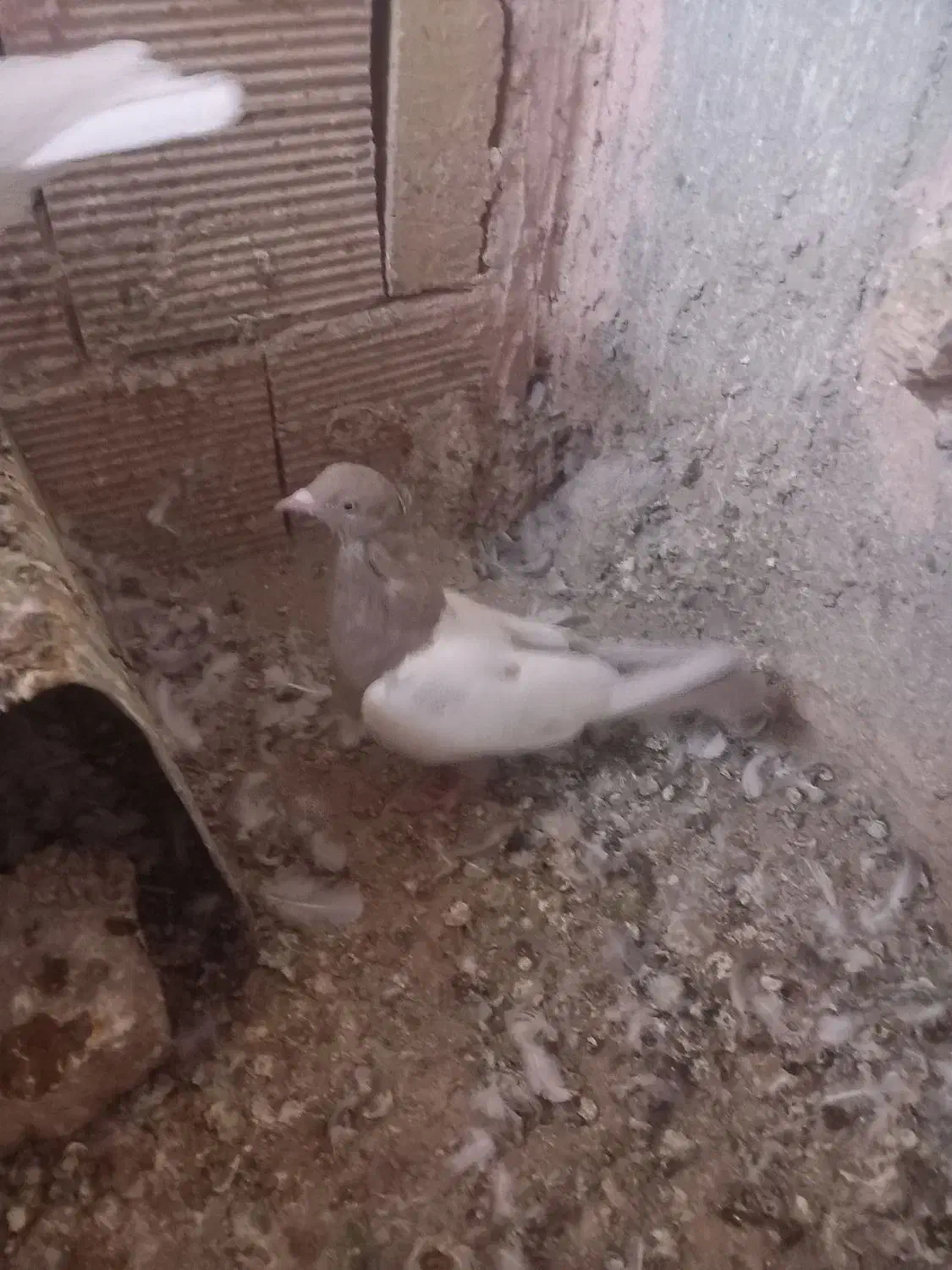 سینه و طوقی|پرنده|عطاملک, |دیوار