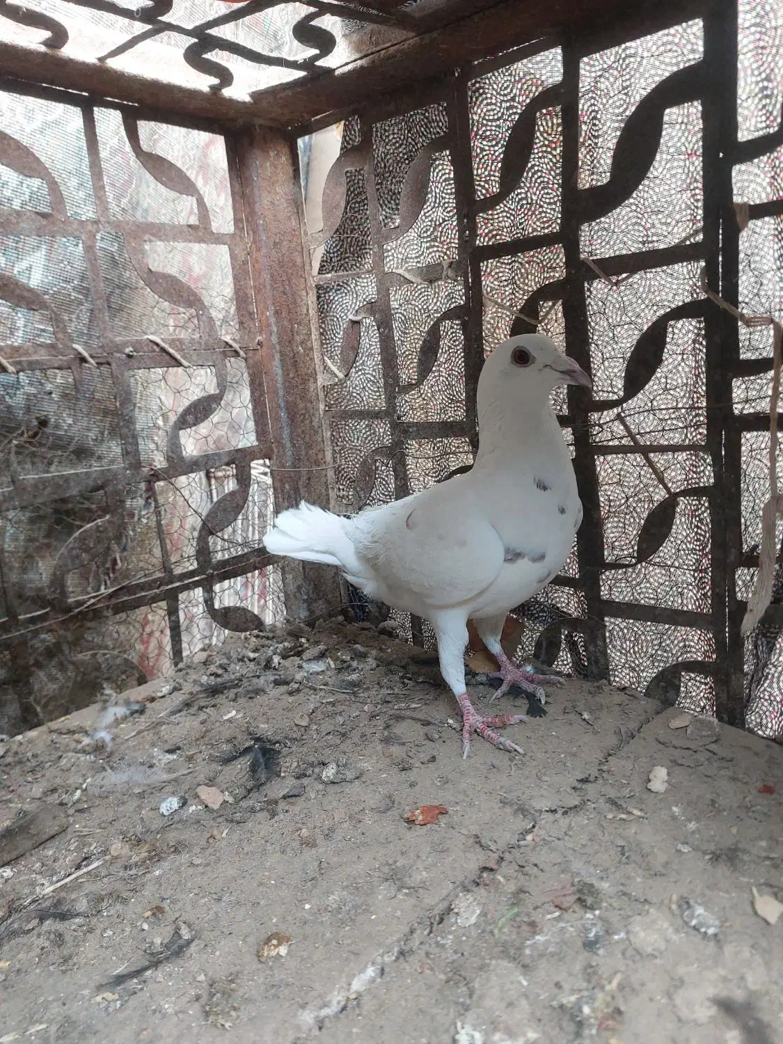 ماده پلاکی|پرنده|مهریز, |دیوار