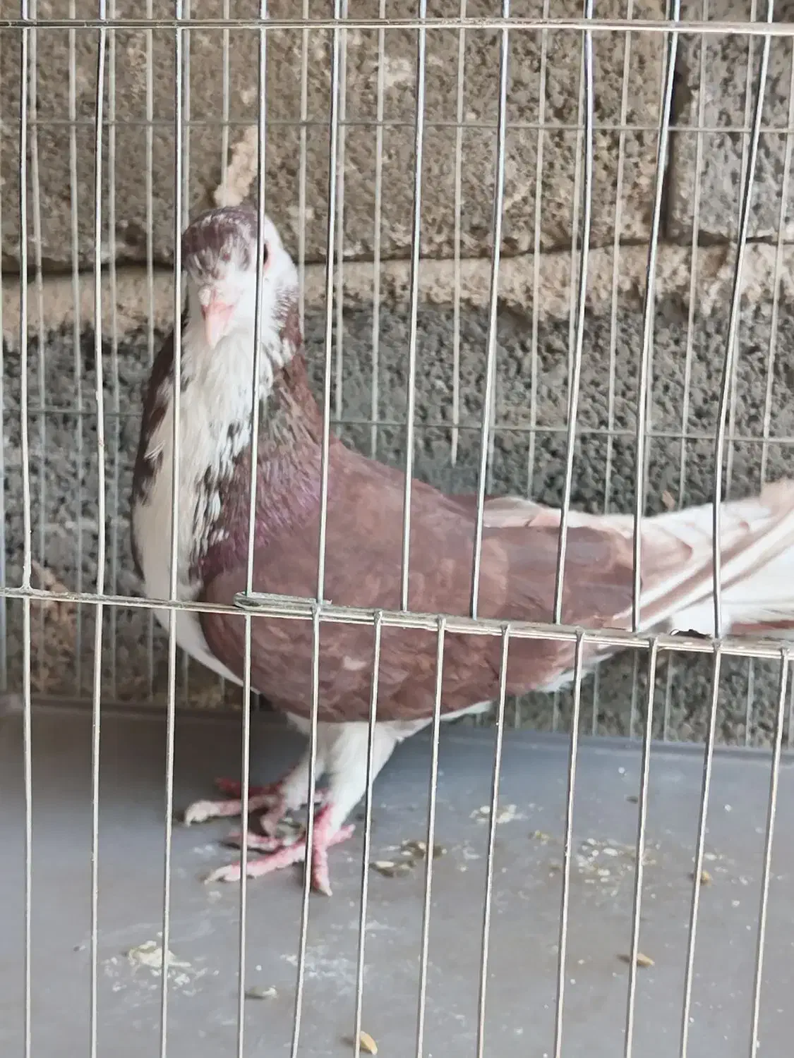 کفتر|پرنده|ابریشم, |دیوار