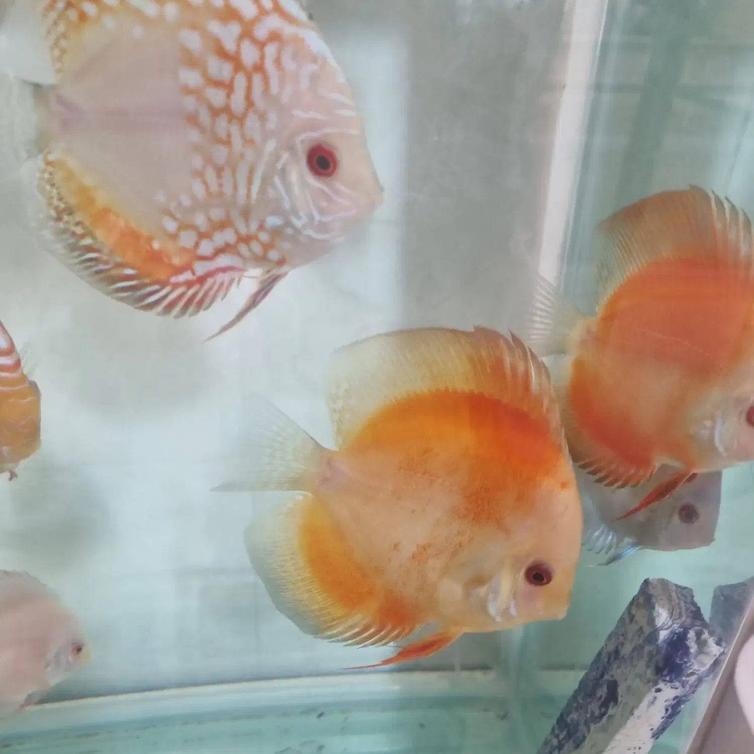 ماهی دیسکس|ماهی|اندیشه, شهرک مریم|دیوار