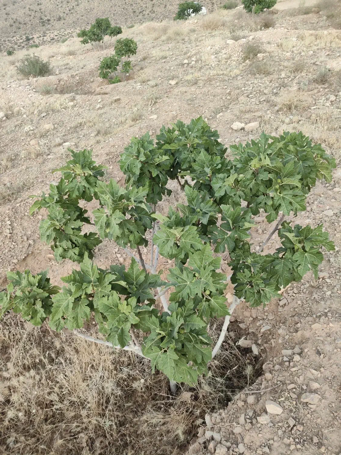 ملک انجیر منطقه خیر مبارک آباد|فروش دفتر صنعتی، کشاورزی، تجاری|رونیز, |دیوار