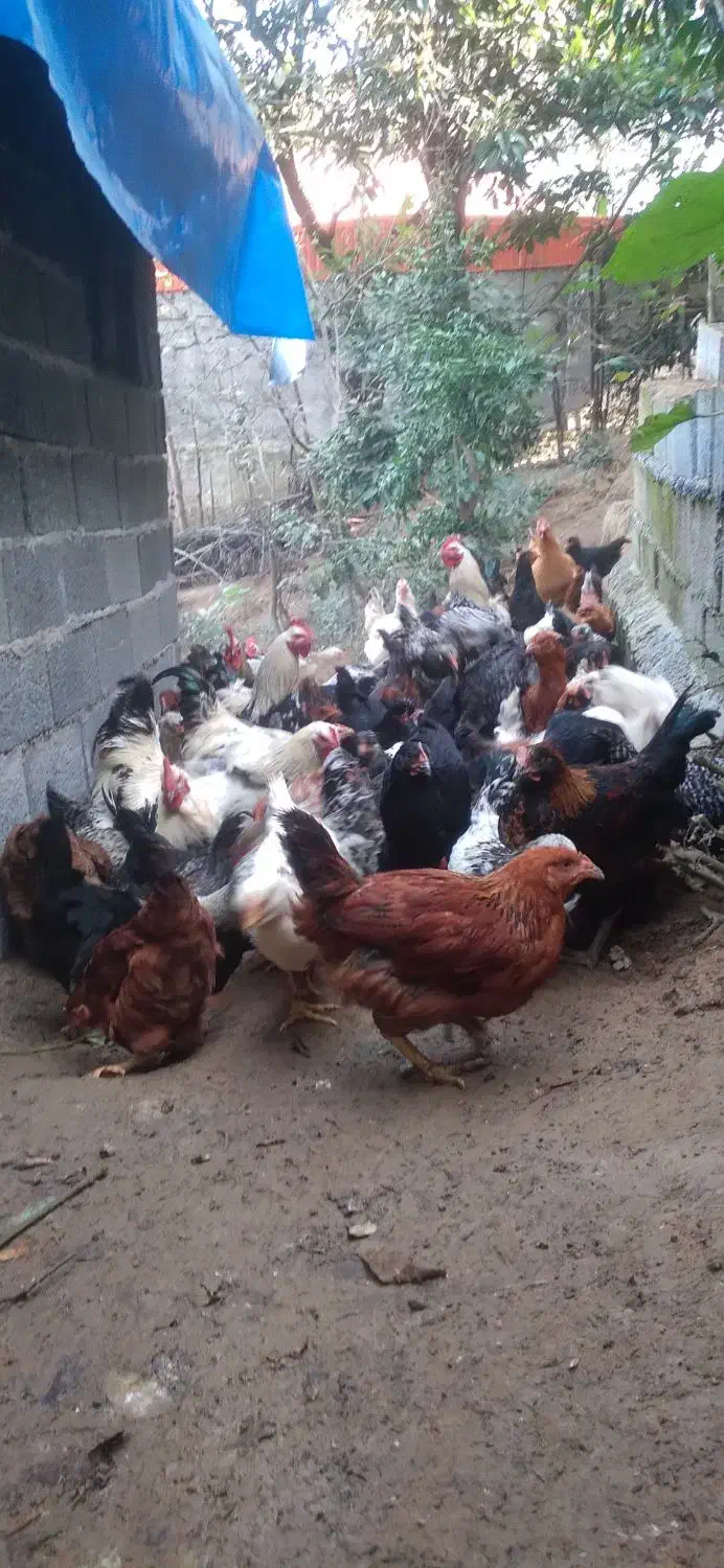 فروش جوجه سه ماهه گلپایگان واکسناسیون شده سالم|حیوانات مزرعه|رانکوه, |دیوار