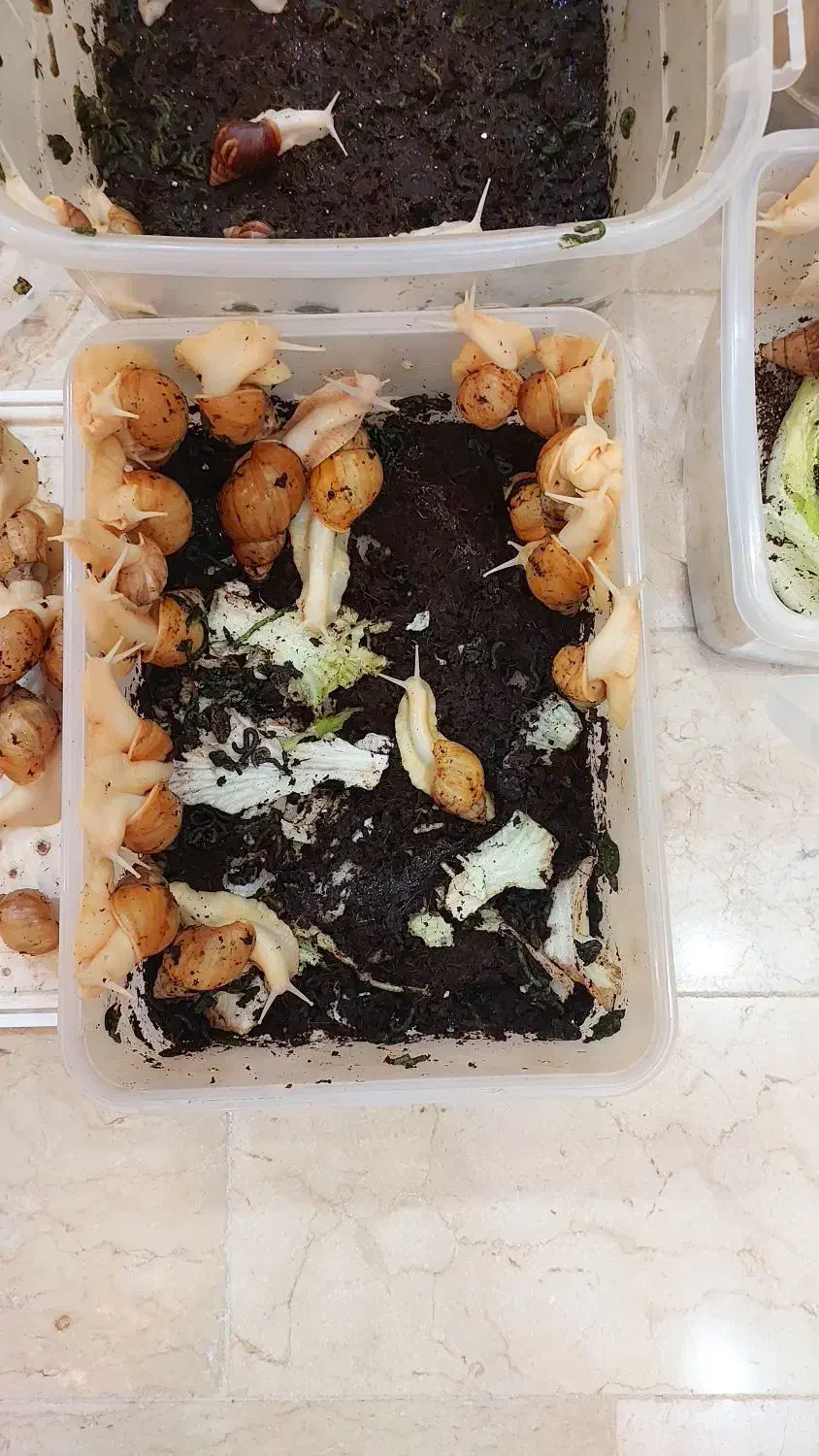 حلزون آچاتینا|خزنده|تهران, بریانک|دیوار