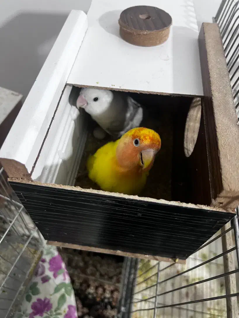 جفت برزیلی اوپال اهلی با تخم تظمینی شماره در اگهی|پرنده|ارومیه, |دیوار