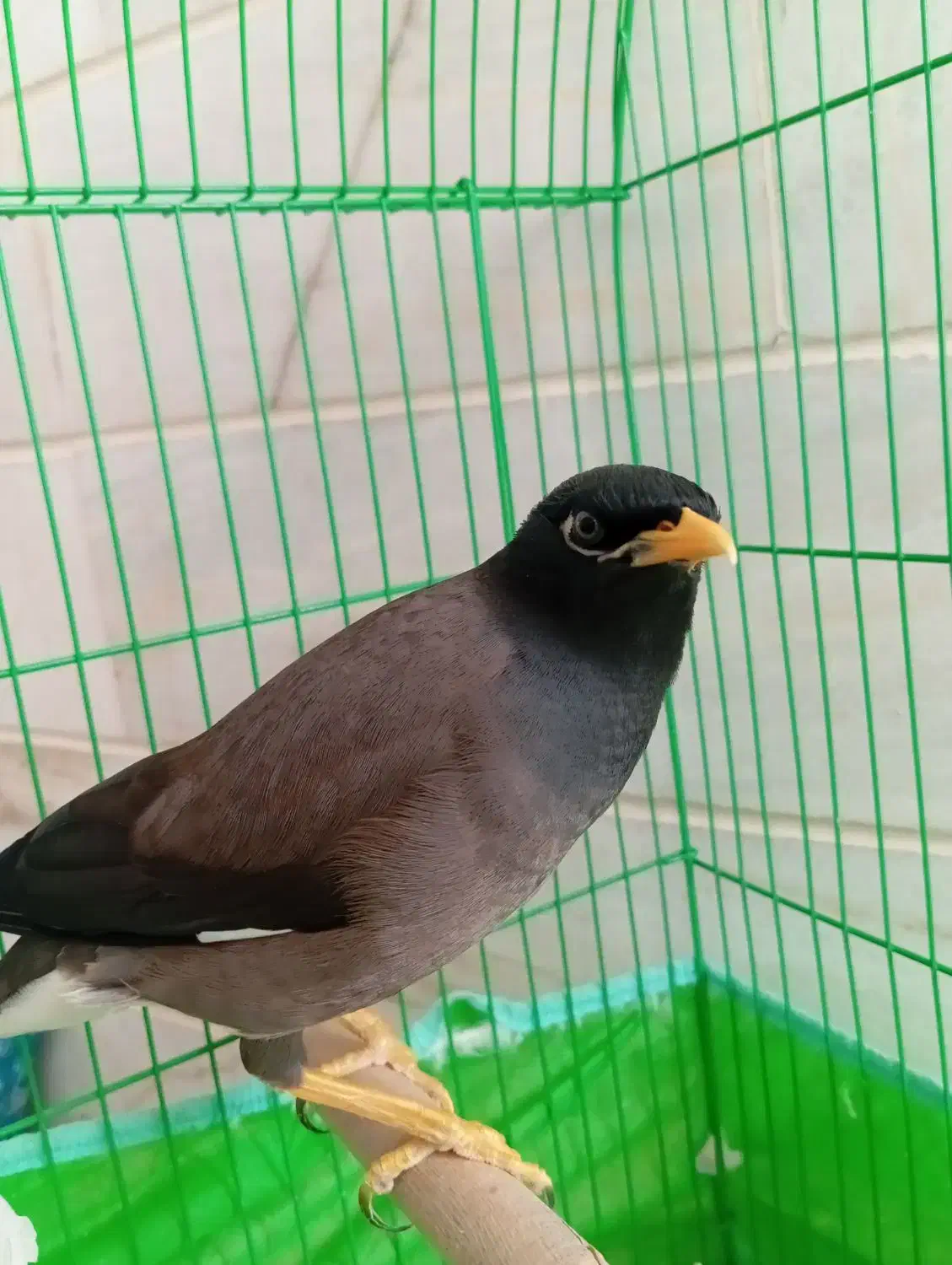 پرنده|پرنده|اردکان, |دیوار