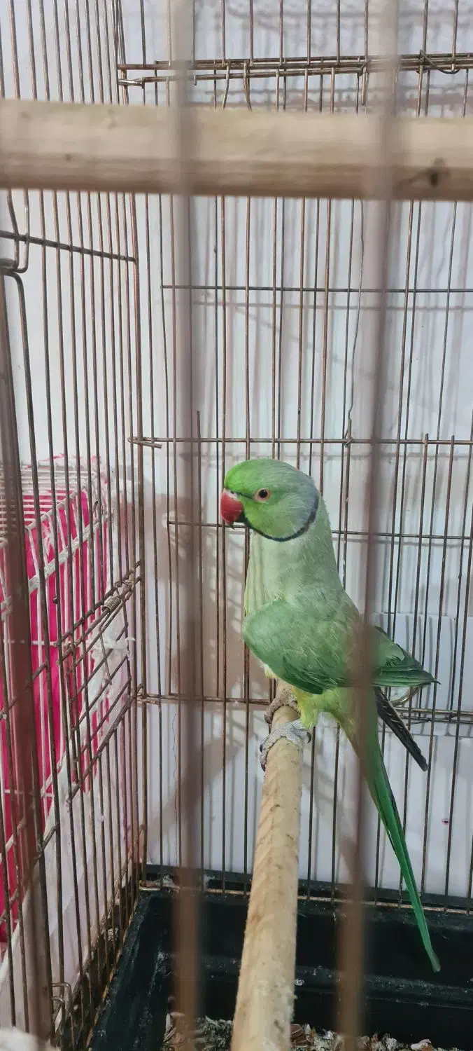 ملنگو نر|پرنده|مشهد, محمدآباد|دیوار