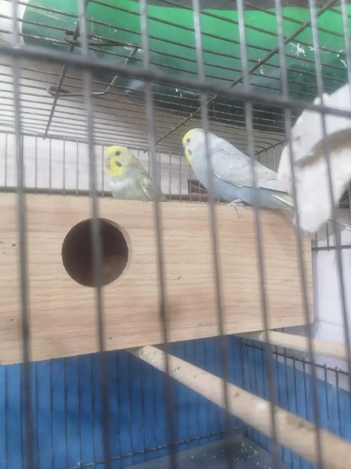 مرد عشق پرنده|پرنده|قم, علی آباد سعدگان|دیوار