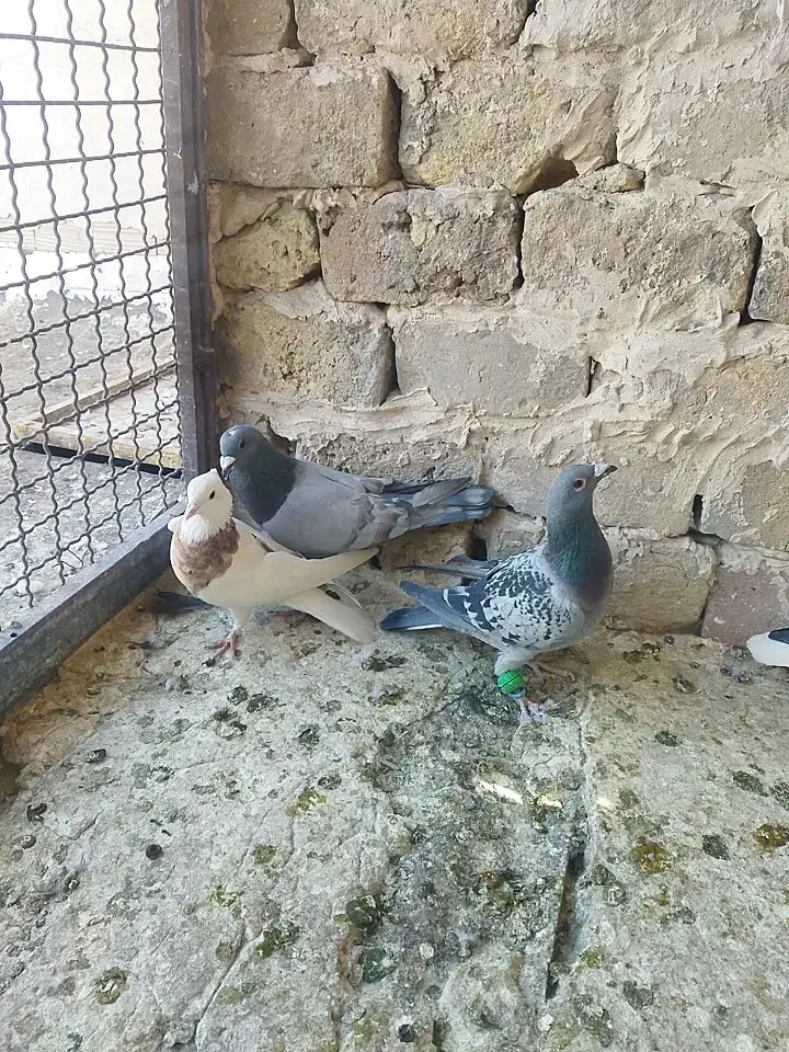 کفتر پرشی|پرنده|تربت‌حیدریه, مسجد جامع|دیوار