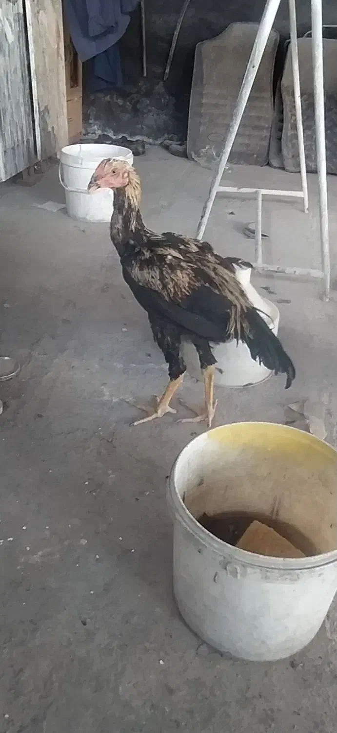 خروس لاری صابونی اصل افغان 5ماهه|حیوانات مزرعه|قم, پردیسان|دیوار