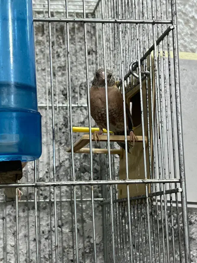 فنچ گلوبریده|پرنده|اسلام‌شهر, شهرک مفیدی|دیوار