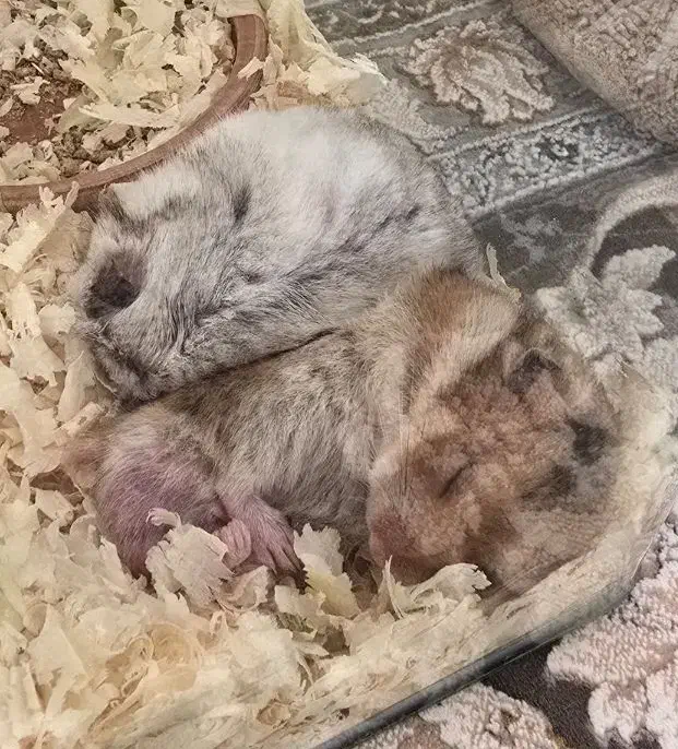 همستر نر و ماده|موش و خرگوش|مشهد, کوشش|دیوار