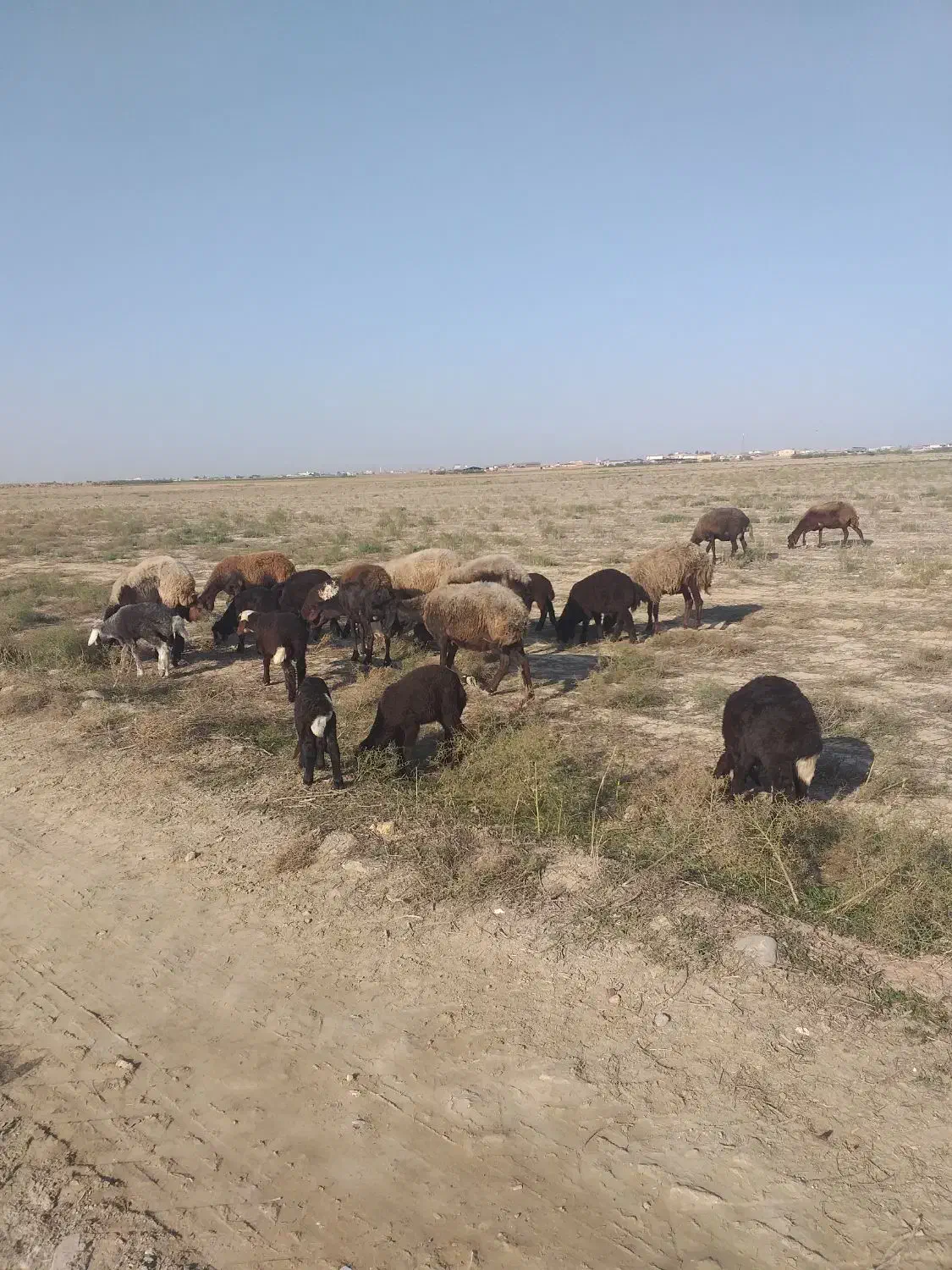 ۱۵راس بره دار|حیوانات مزرعه|سیمین شهر, |دیوار