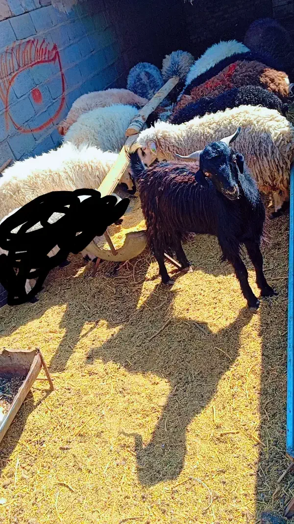 بره نر چاق  خوش طعم خوراک خورده گوشت کیلویی 750|حیوانات مزرعه|زرند, |دیوار