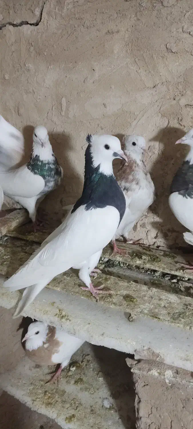 طوقی سیا|پرنده|فیروزه, |دیوار