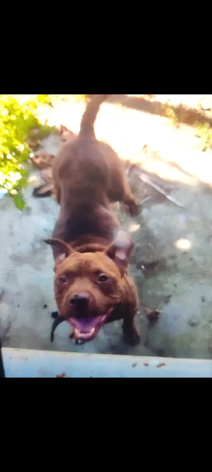 سگ پیت بول ماده امریکایی|سگ|چابکسر, |دیوار