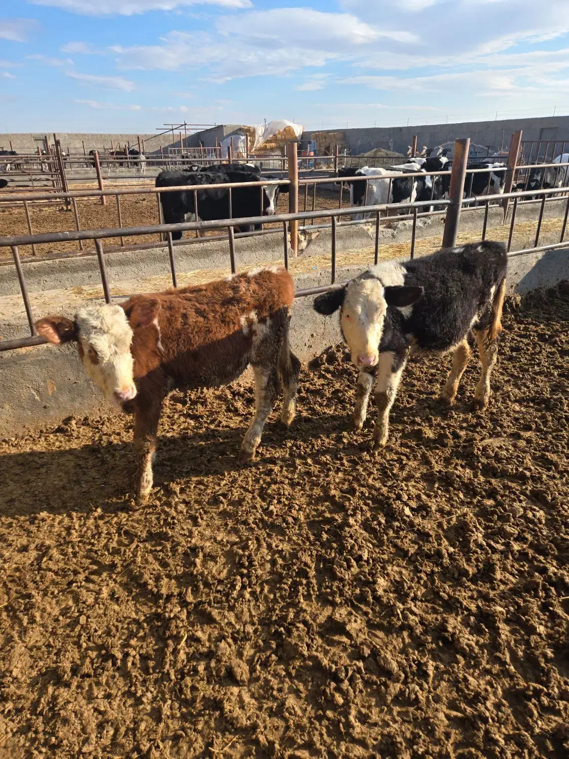 گوساله سمینتال ماده|حیوانات مزرعه|قم, بکایی|دیوار