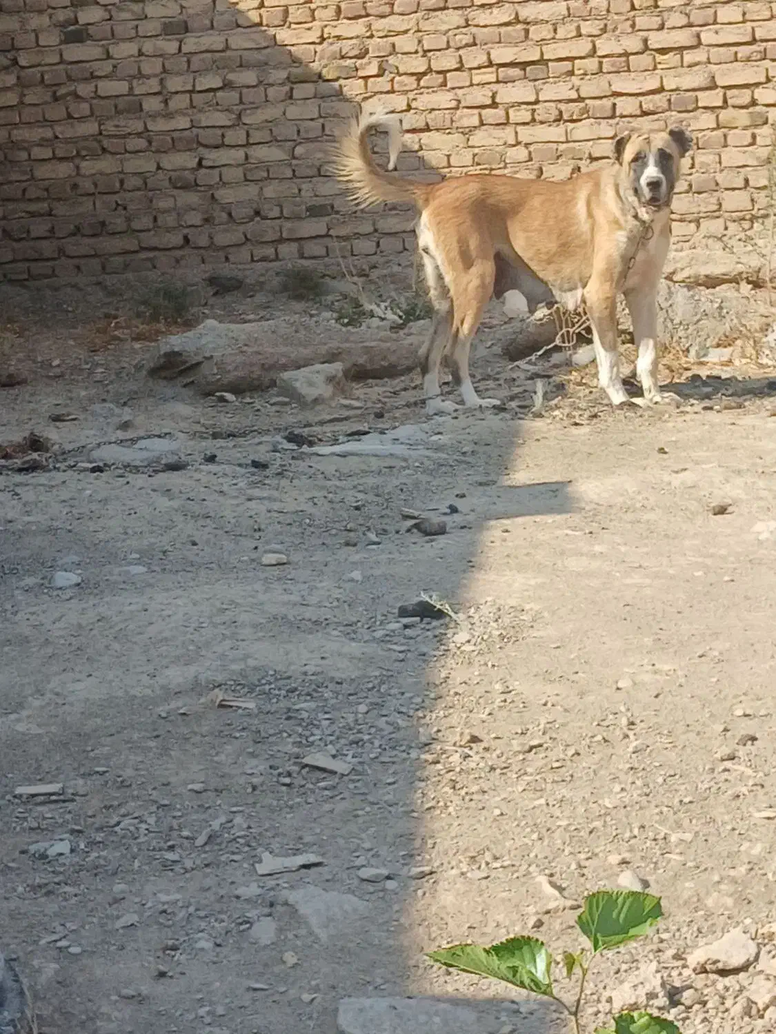 ماده سراب|سگ|صوفیان, |دیوار