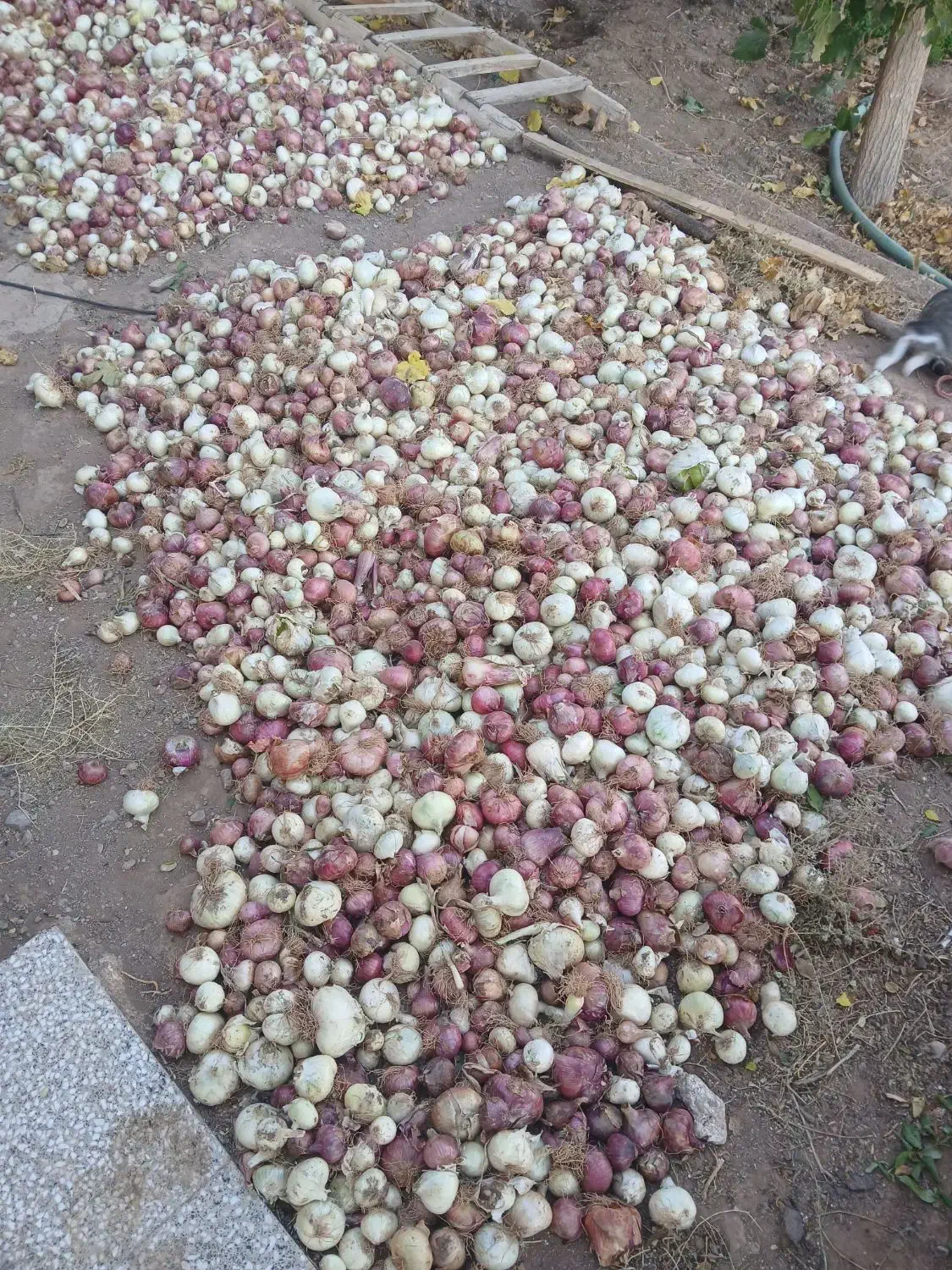 پیاز دهاتی|خوردنی و آشامیدنی|آشتیان, |دیوار