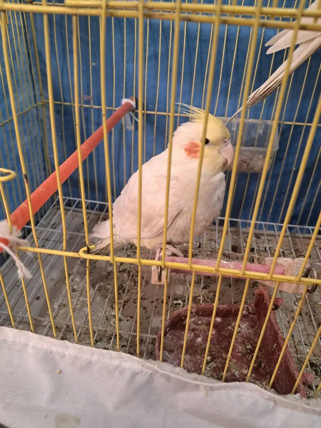 عروس هلندی|پرنده|جوین, |دیوار