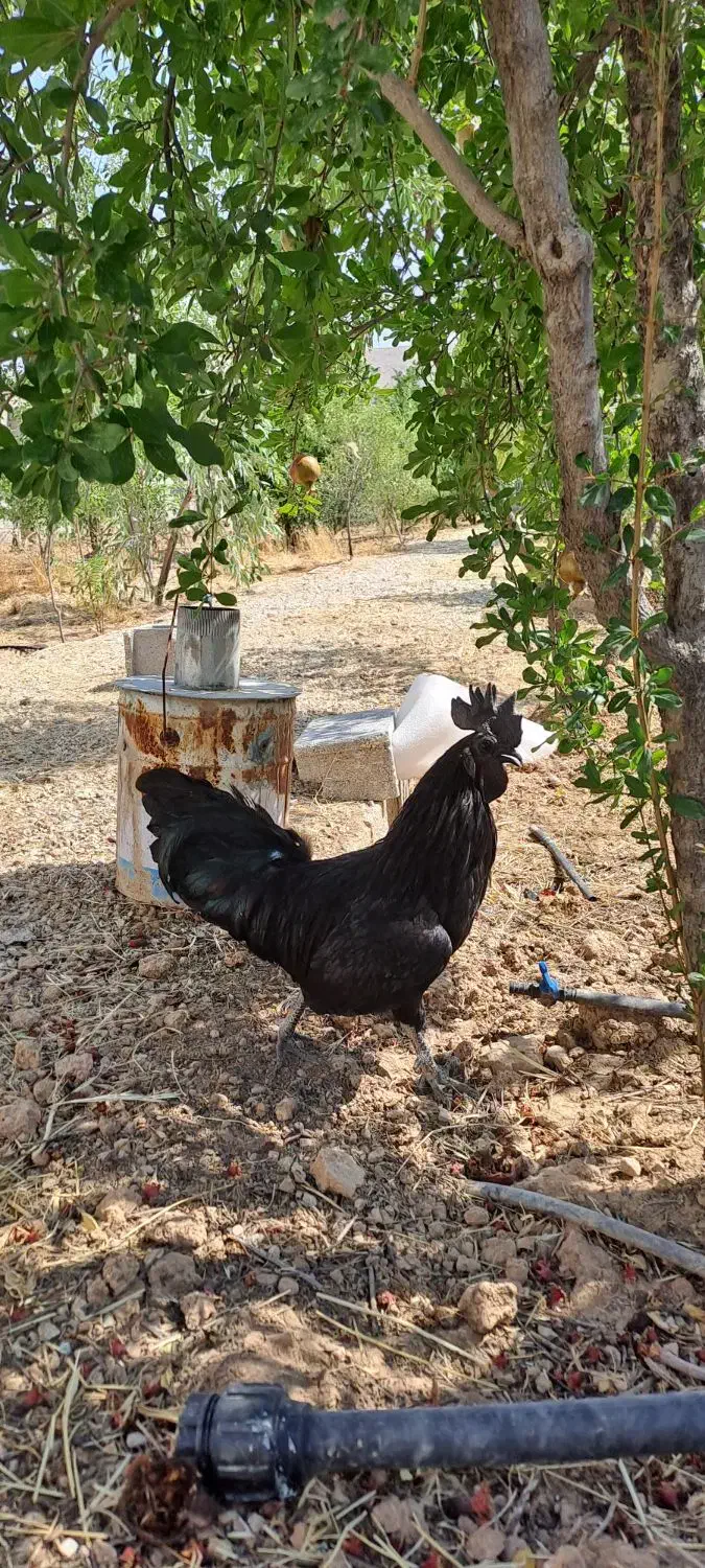 تخم نطفه دار آبی سبز زیتونی ارکانا و کرم قهوه ایام|حیوانات مزرعه|شیراز, کاراندیش|دیوار