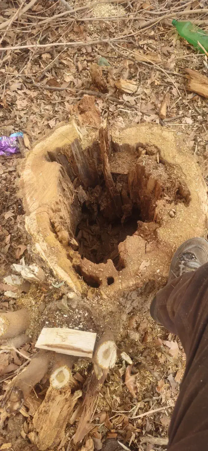 برش انواع چوب|خدمات باغبانی و درختکاری|ماهان, |دیوار