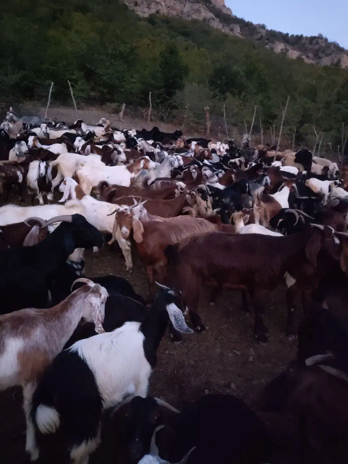 نربزغاله.|حیوانات مزرعه|مینودشت, |دیوار