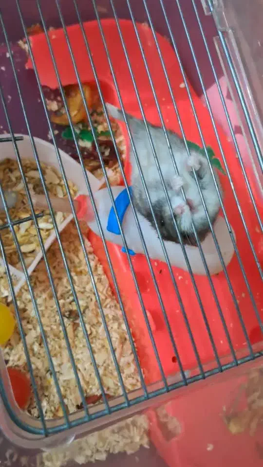 دوعددهمستر|موش و خرگوش|نسیم‌شهر, |دیوار