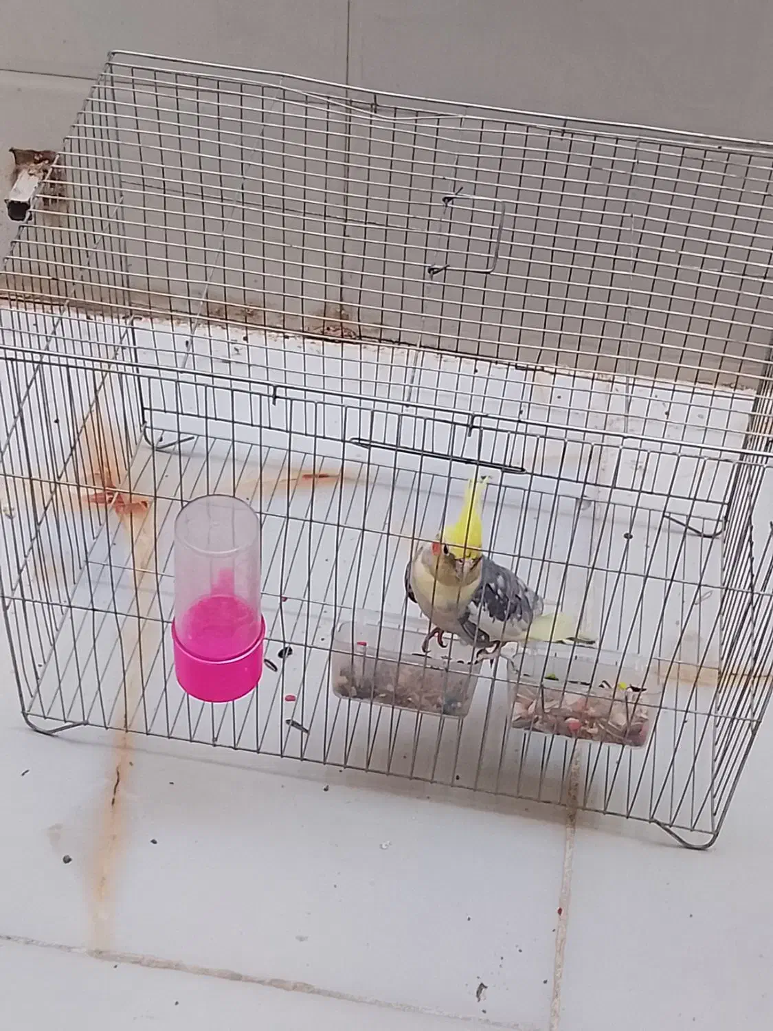 عروس هلندی نر رام|پرنده|سرپل ذهاب, |دیوار