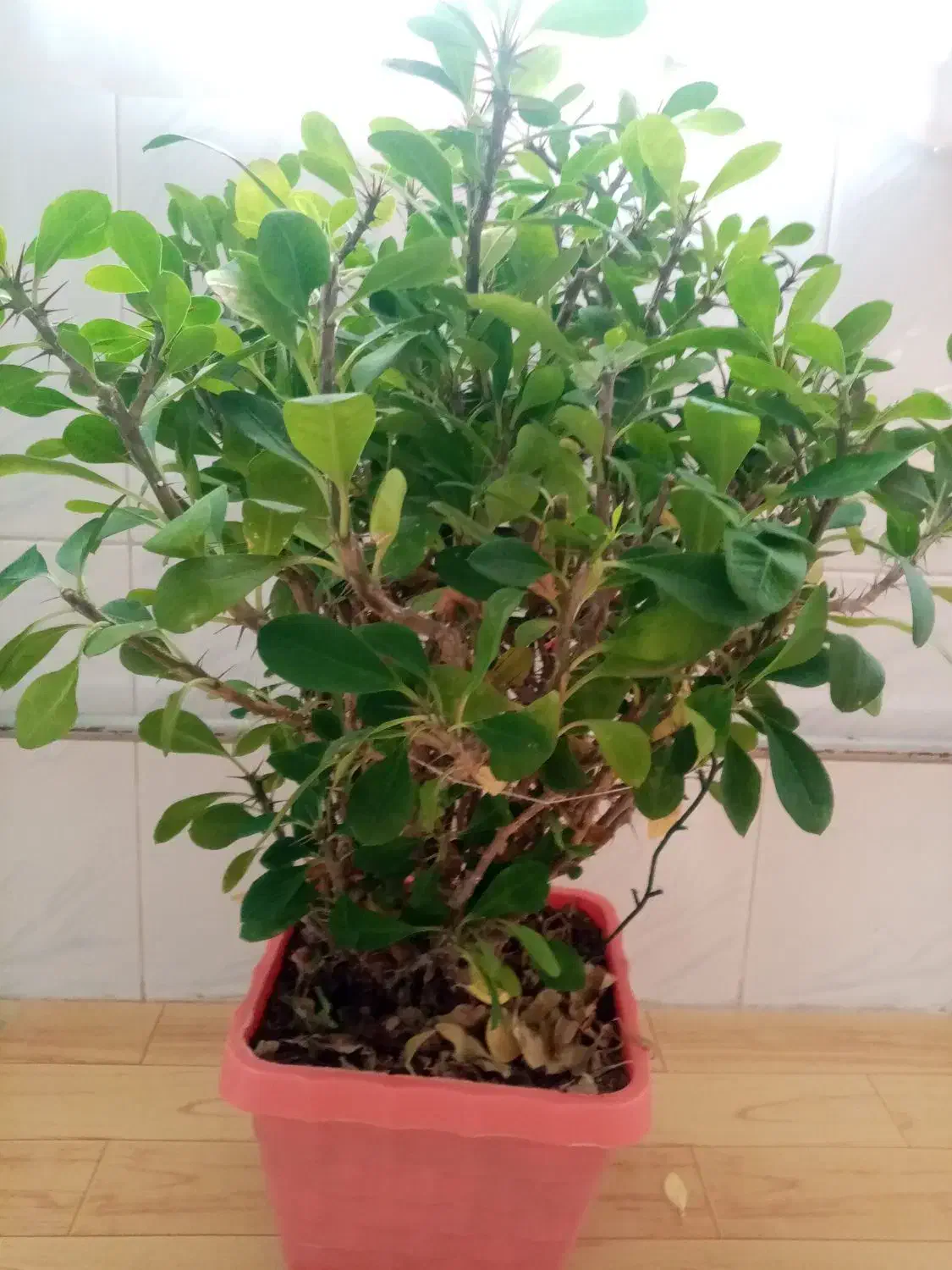 گل مرجان|گل و گیاه طبیعی|میاندوآب, |دیوار