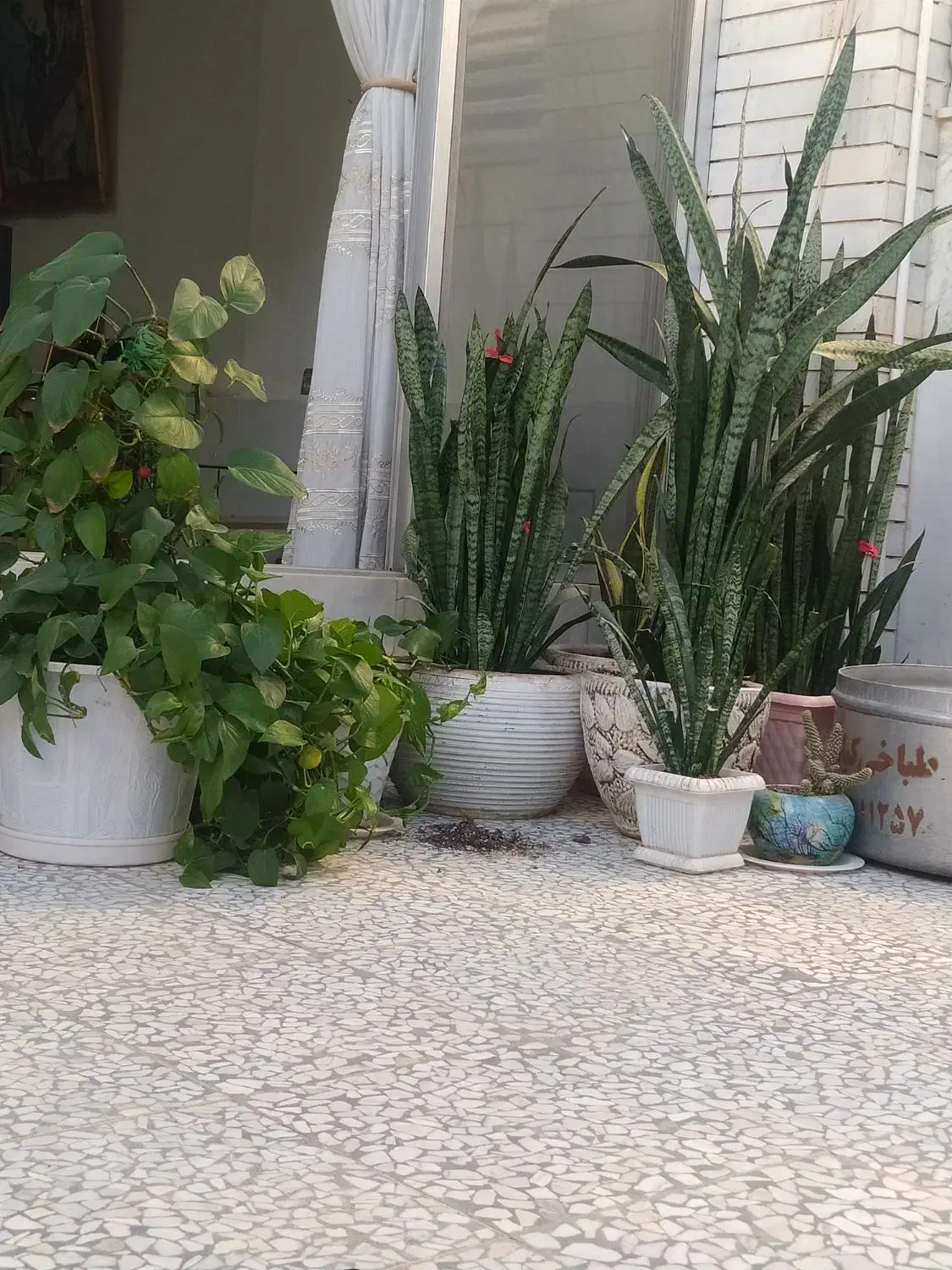 گل سانسور درجه یک|گل و گیاه طبیعی|اصفهان, ابر|دیوار