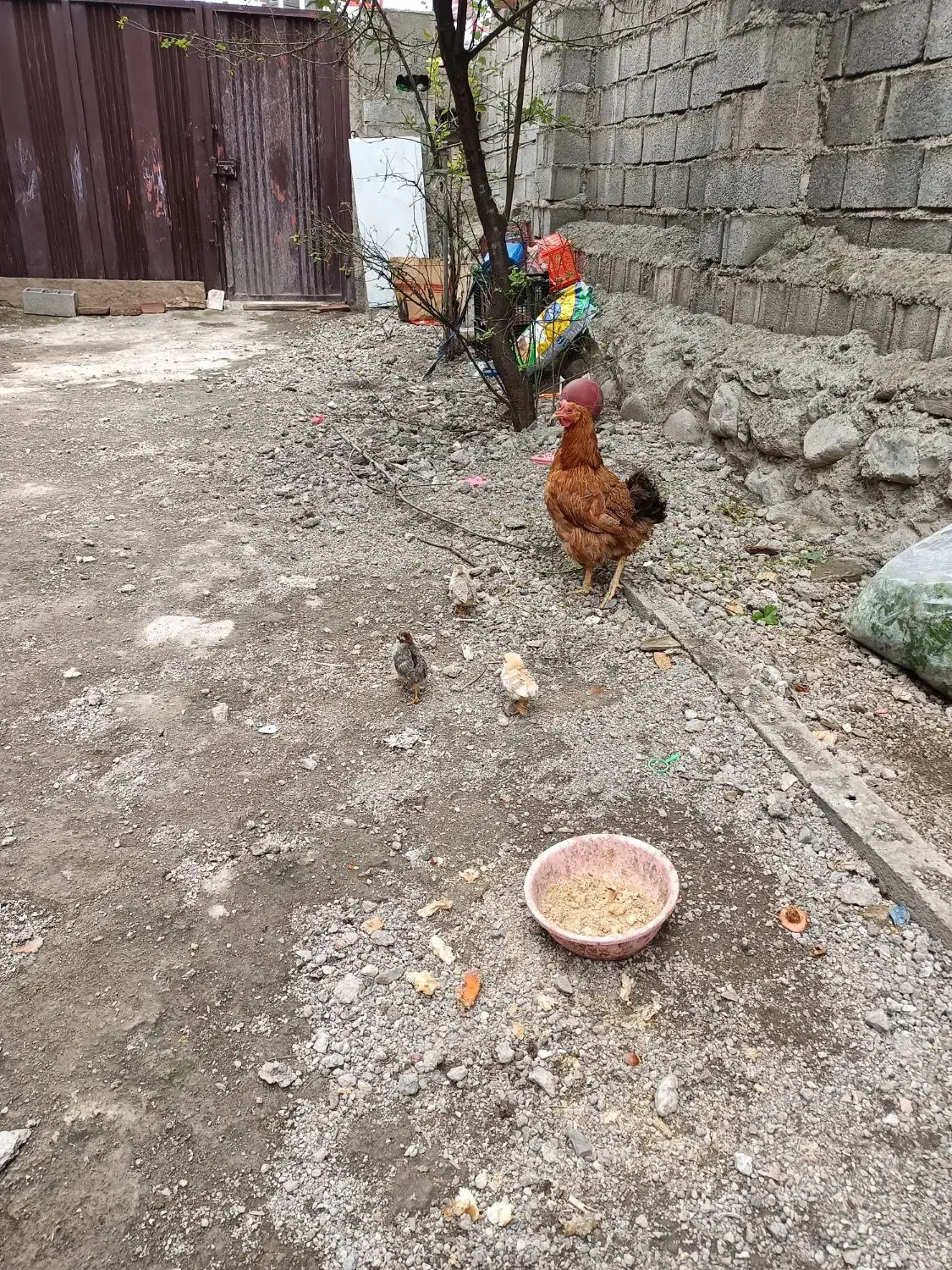 یک عدد کرچ با سه تا جوجه|حیوانات مزرعه|کلاردشت, |دیوار