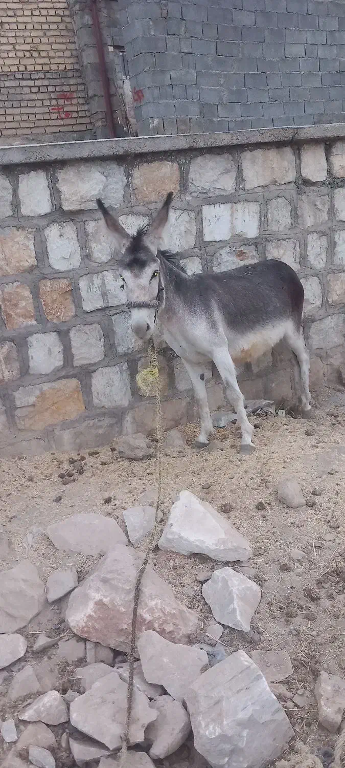 خر گله|حیوانات مزرعه|خمین, |دیوار