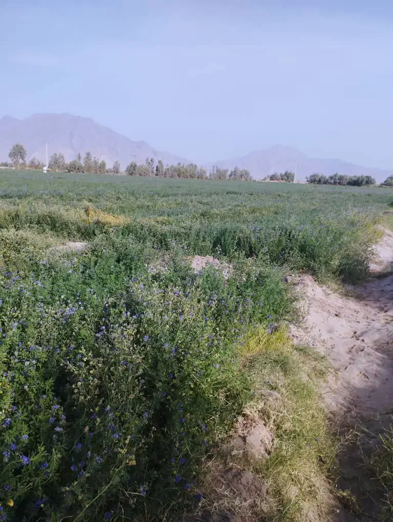 فروش زمین کشاورزی ومسکونی|فروش دفتر صنعتی، کشاورزی، تجاری|گوهرکوه, |دیوار