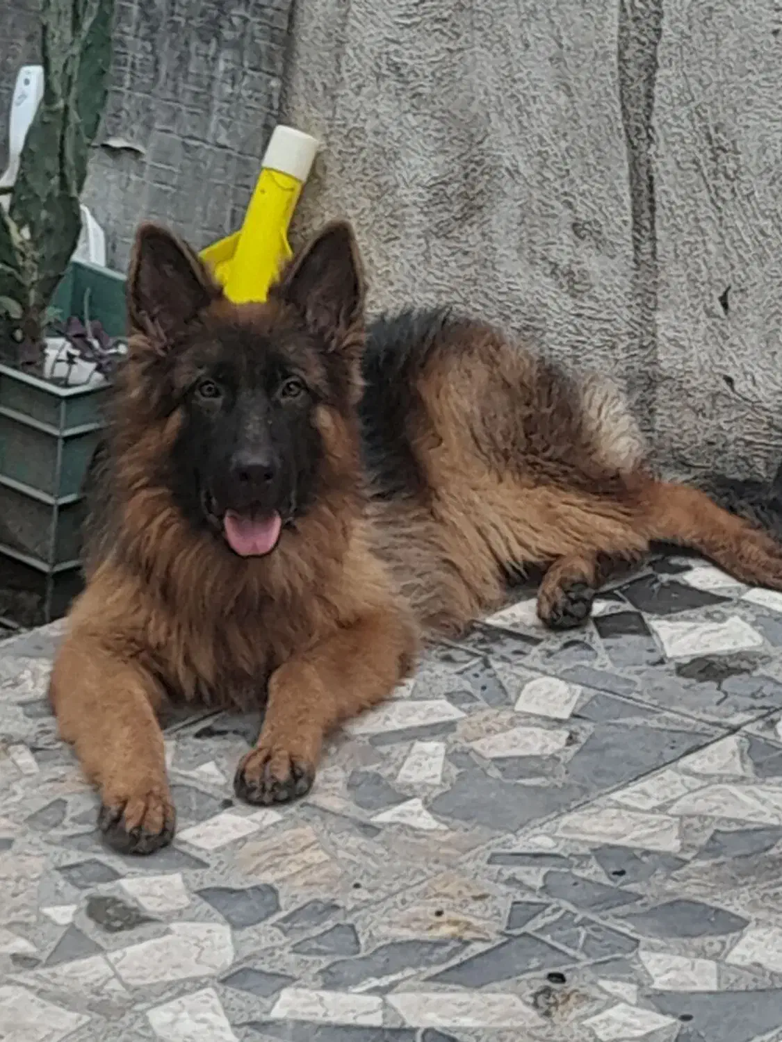 با سلام . ژرمن موبلند بلک فیس ۷ ماهه|سگ|سنگر, |دیوار