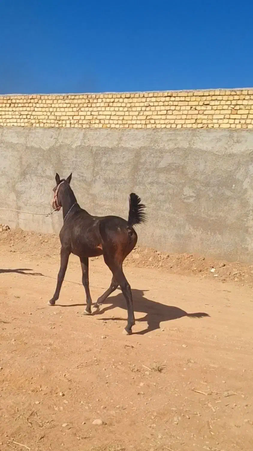 کره ماده|اسب و تجهیزات اسب‌سواری|لنجان, |دیوار
