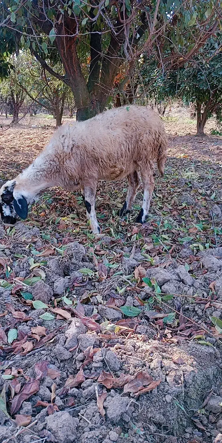 گوسفند آس توقلی لنگه دوقلو هنوز قوچ نخورده|حیوانات مزرعه|خان ببین, |دیوار