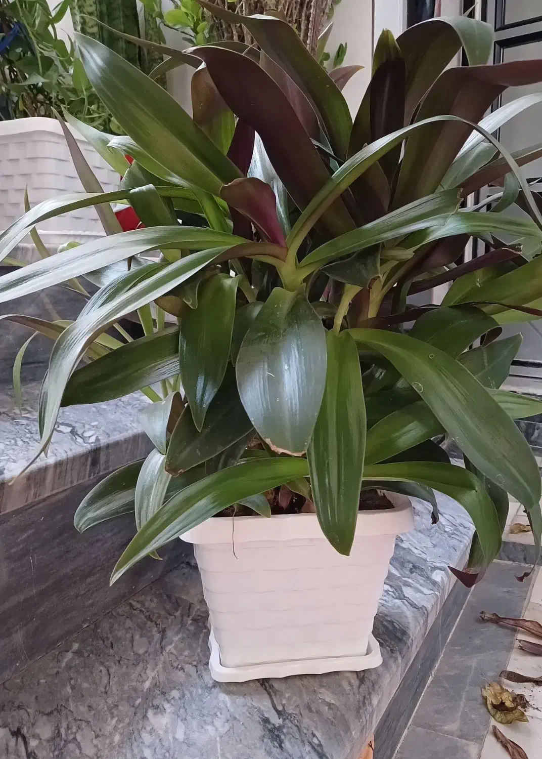 گل طبیعی|گل و گیاه طبیعی|بناب, |دیوار