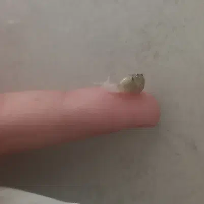 بچه حلزون البینو|خزنده|قم, یزدانشهر|دیوار