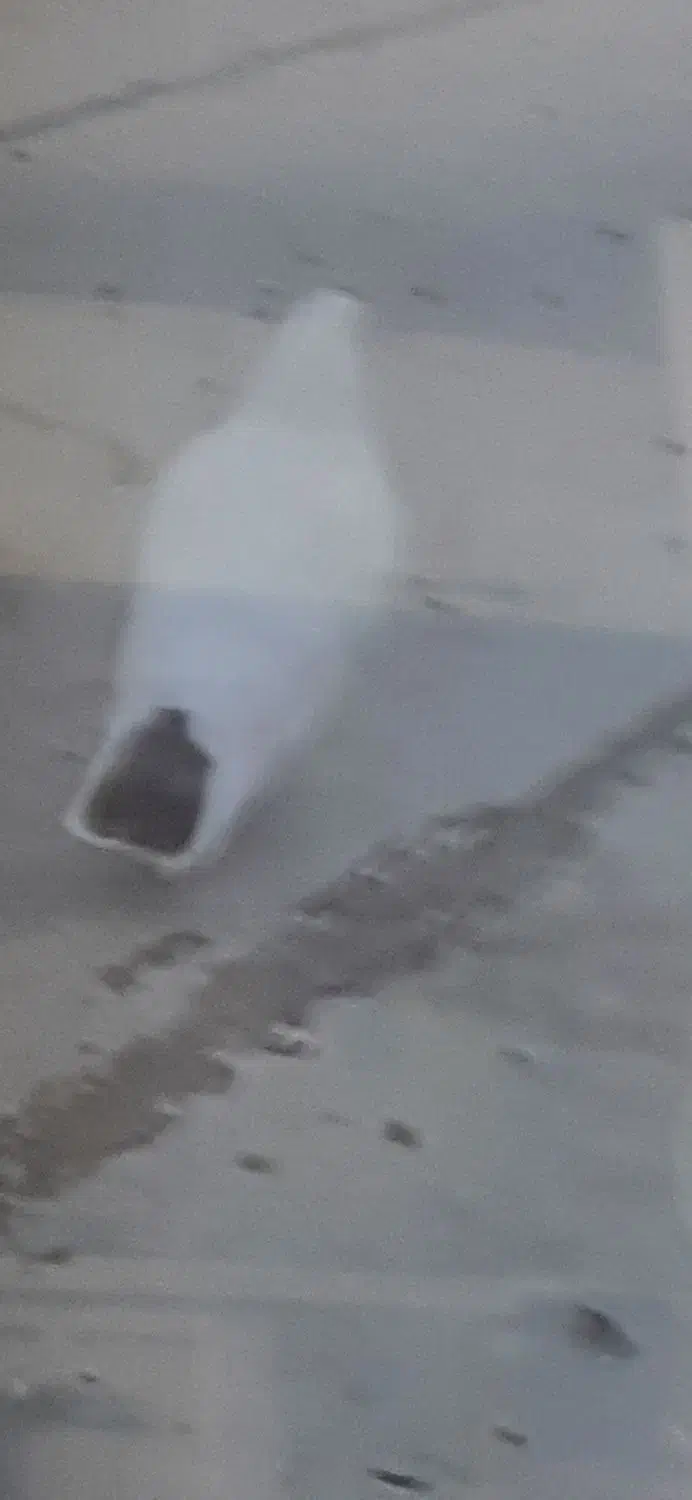 کبوترفراری|پرنده|نمین, |دیوار