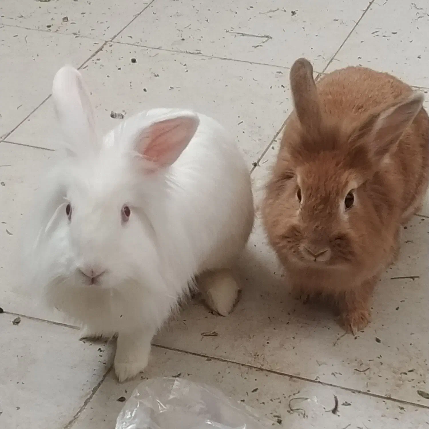 خرگوش|موش و خرگوش|شوشتر, |دیوار